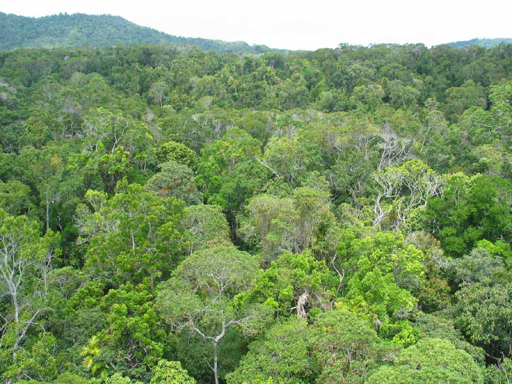 forest top view